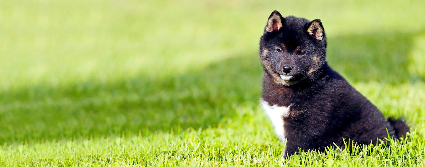 Dog Names that Start with Bu Popular Male and Female Names Wag!